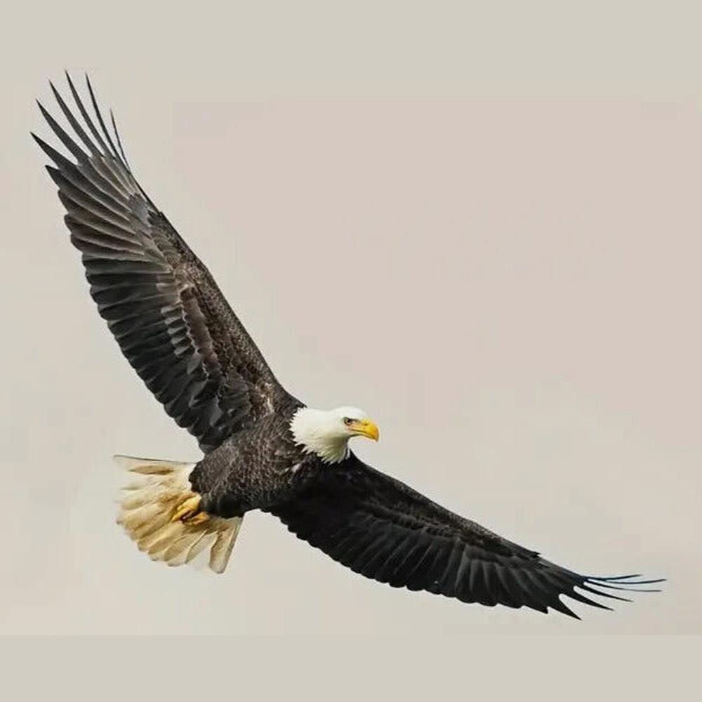 Realistic Flying Bald Eagle 3D Wall Decal 27.5" x 9.8" NEW! Home & Garden:Home Décor:Decals, Stickers & Vinyl Art Style Your Walls